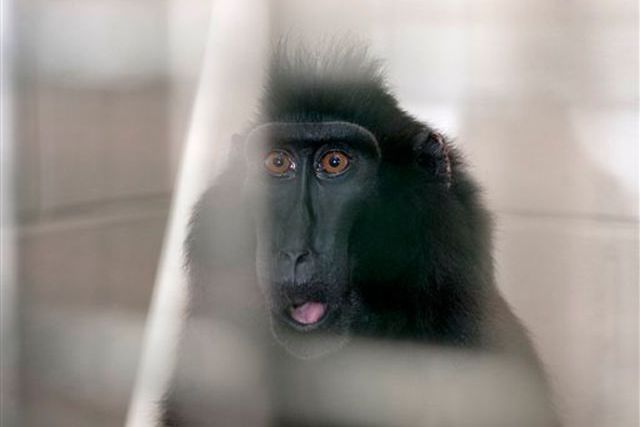 A monkey  taken from the Muskingum County Animal Farm